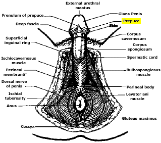 Anatomical diagram from ''The [Inc]omplete Guide to the Penis''