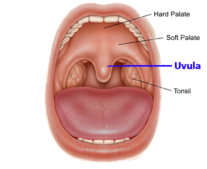 uvula.png