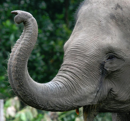 an elephant trunk