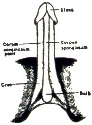 Masters and Johnson's flayed penis