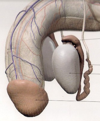 Penis in ''The Human Body'' by Sarah Brewer