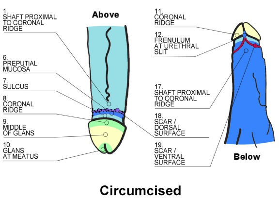 Positions on circumcised penis of touch-sensitivity tests