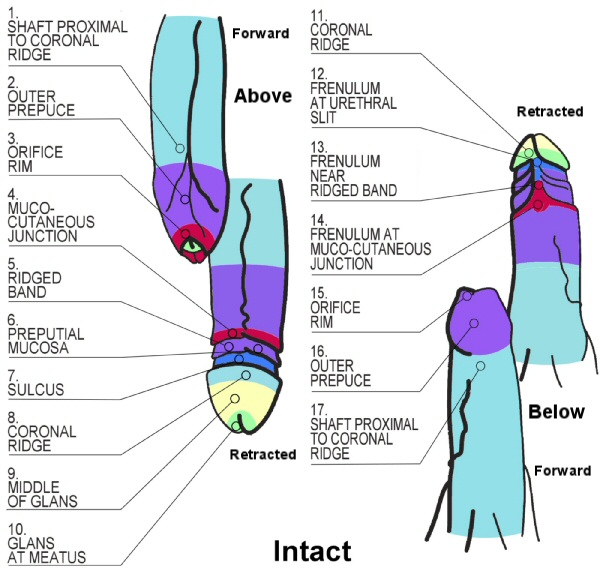 Positions on intact penis of touch-sensitivity tests