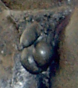 Antikythera youth's penis