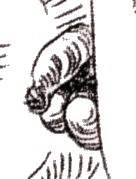 Detail of penis in Dali's 