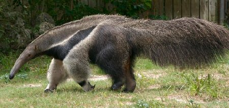 an anteater