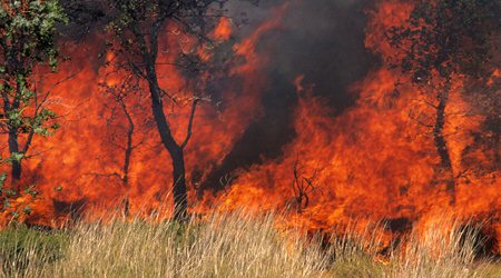 an Australian bushfire