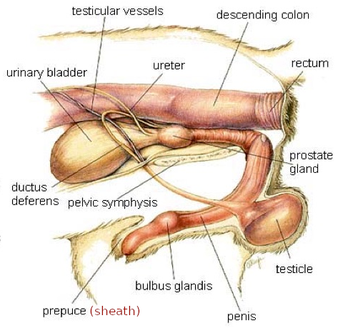 dog penile anatomy