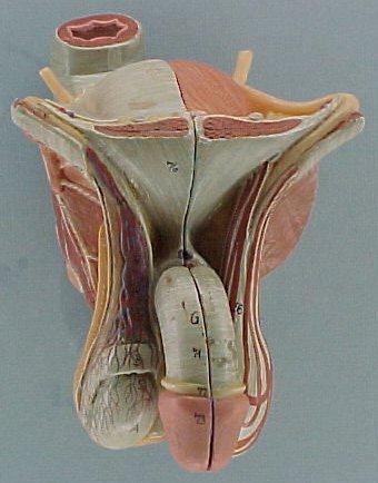 Anatomical model of the male genitalia, with no skin of any kind