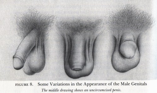 Masters and Johnson's images of the penis -2 cut, 1 intact