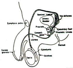 Masters and Johnson's normal penis