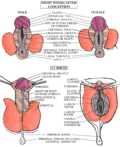 Prenatal development of male and female genitals (53KB)