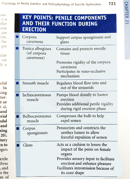 Campbell-Walsh Urology, p721 - penile components and their function during erection; no mention of foreskin